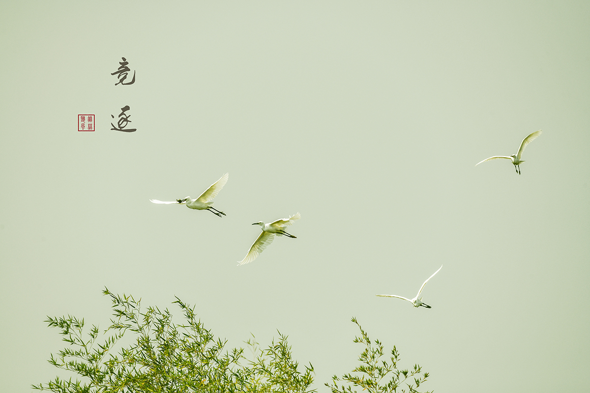 竞逐