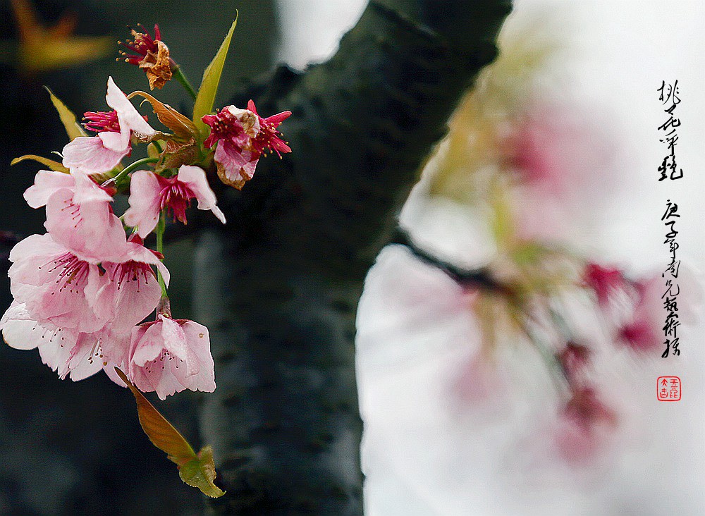 百花争艳