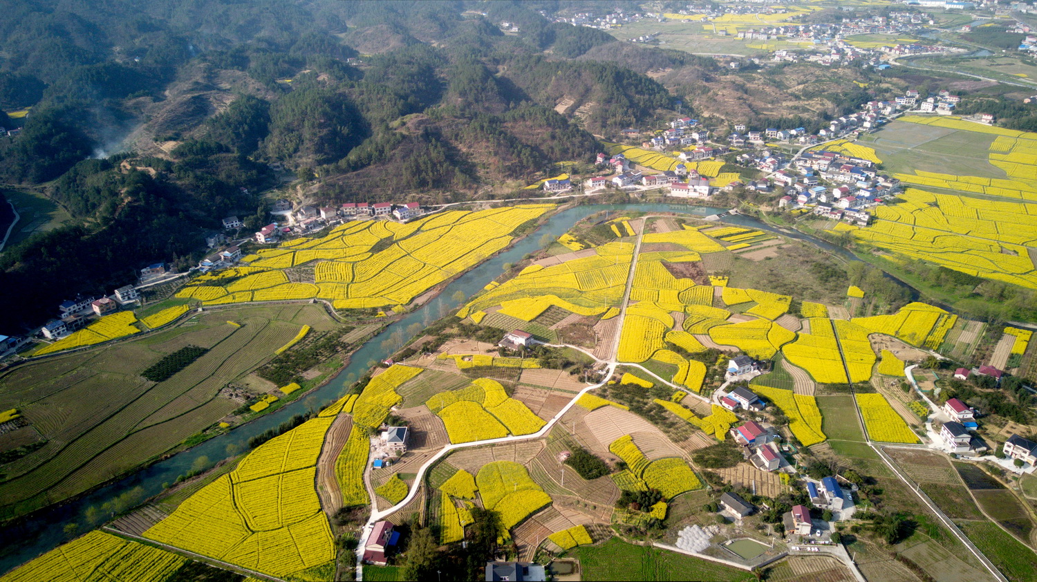 零溪河畔花海2