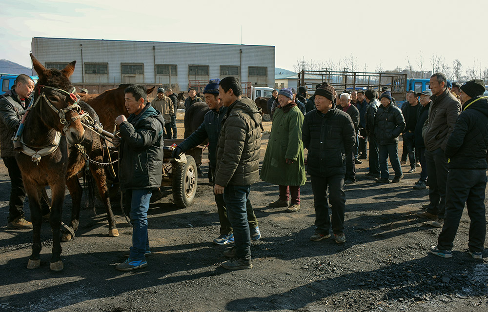 乡村骡马交易市场纪实