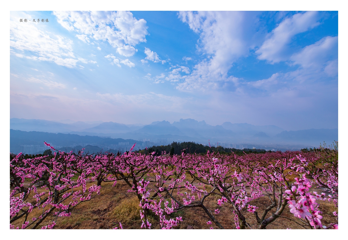 子午台桃花园