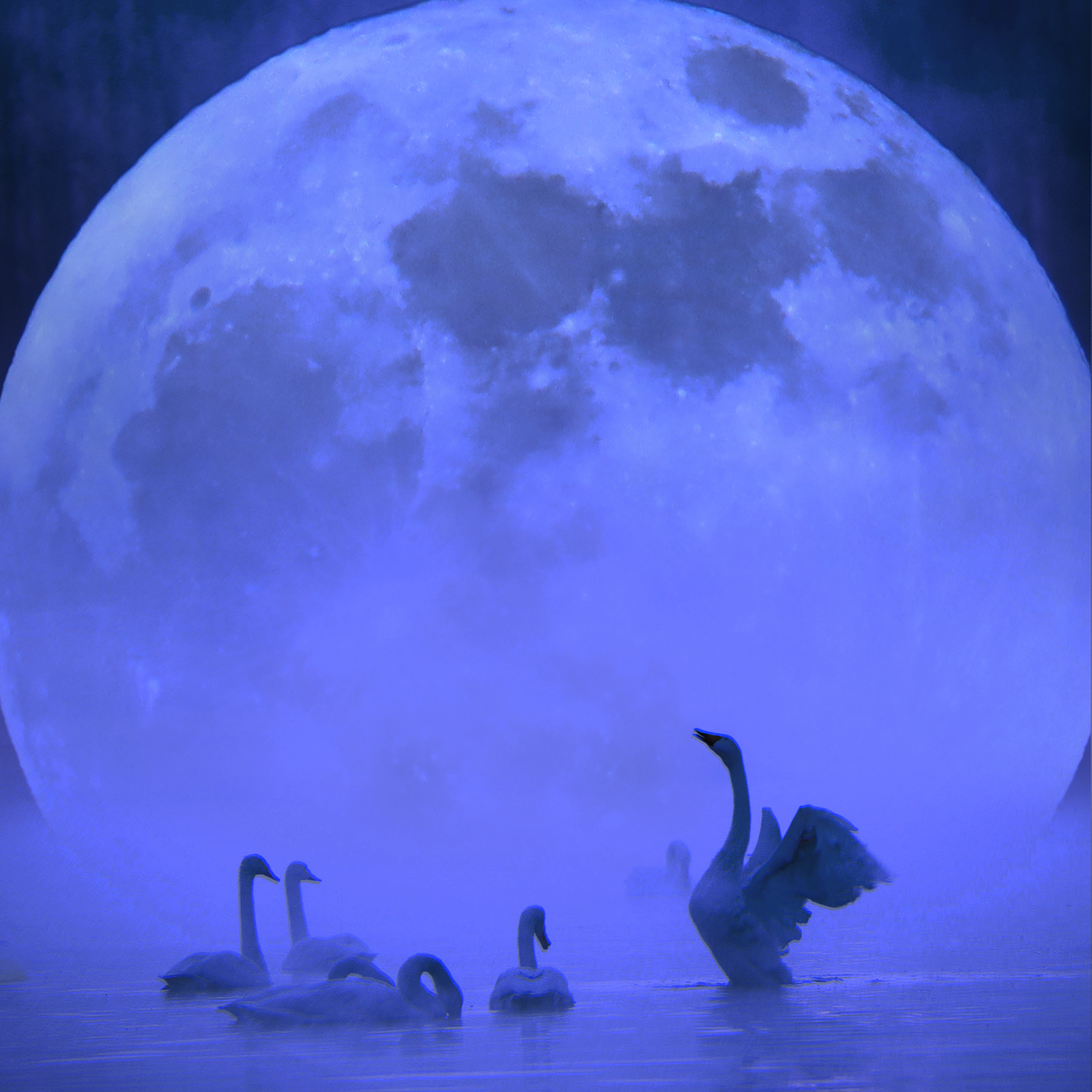月落天鹅湾