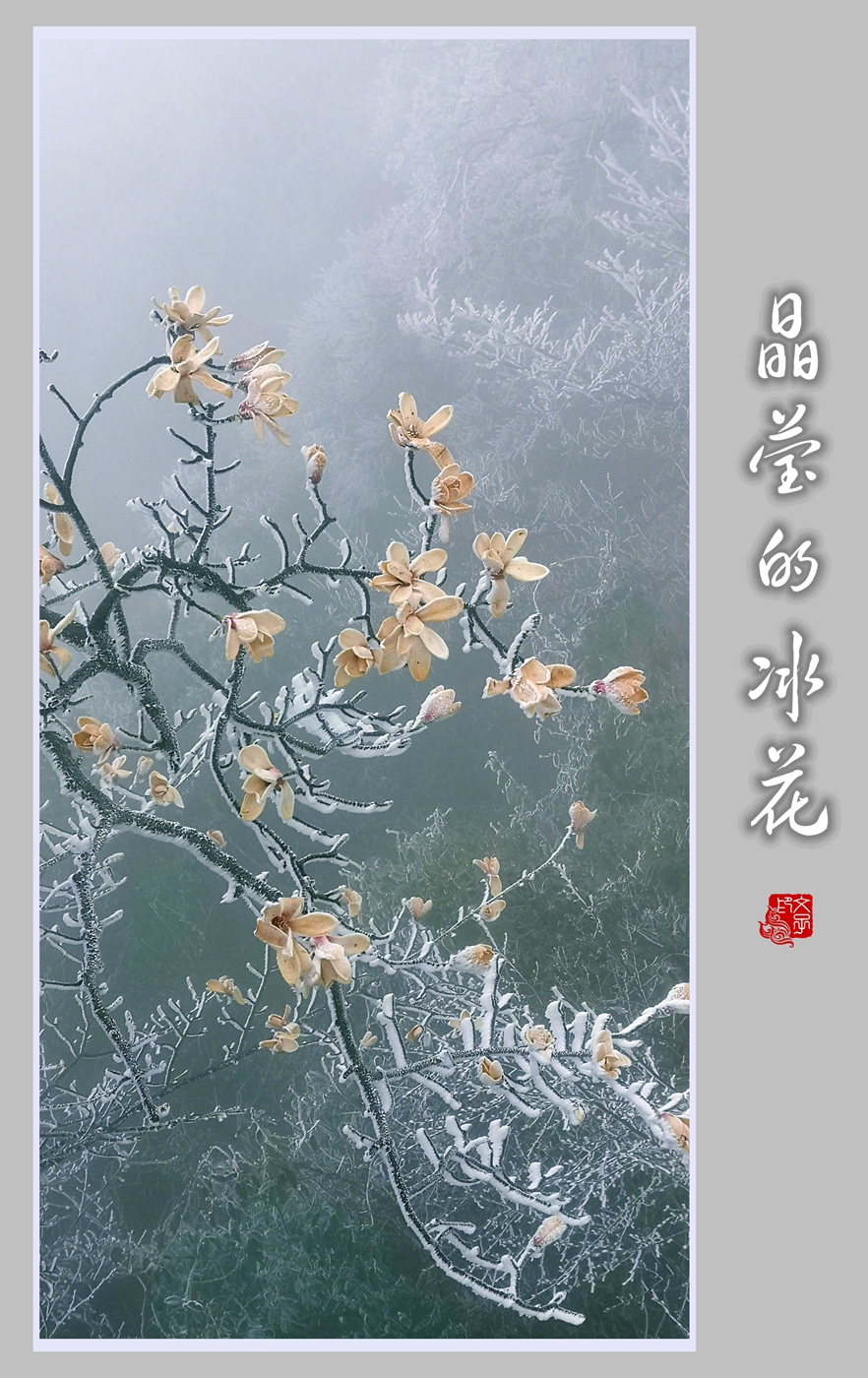 晶莹冰花
