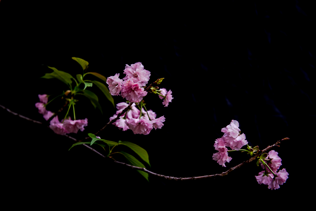 樱花漫漫