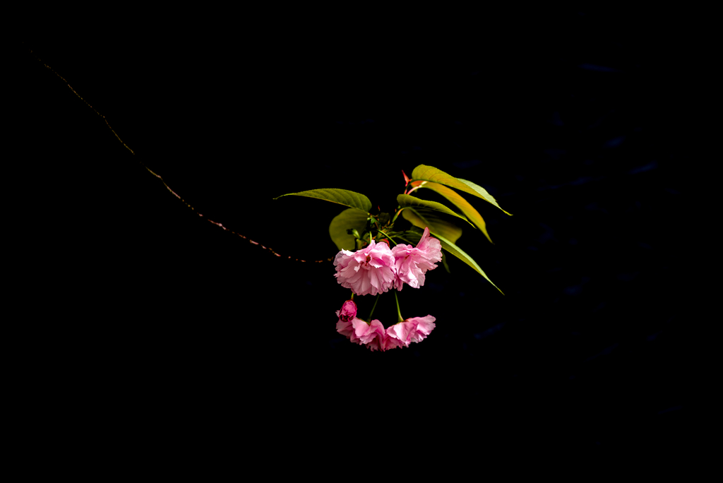 樱花漫漫