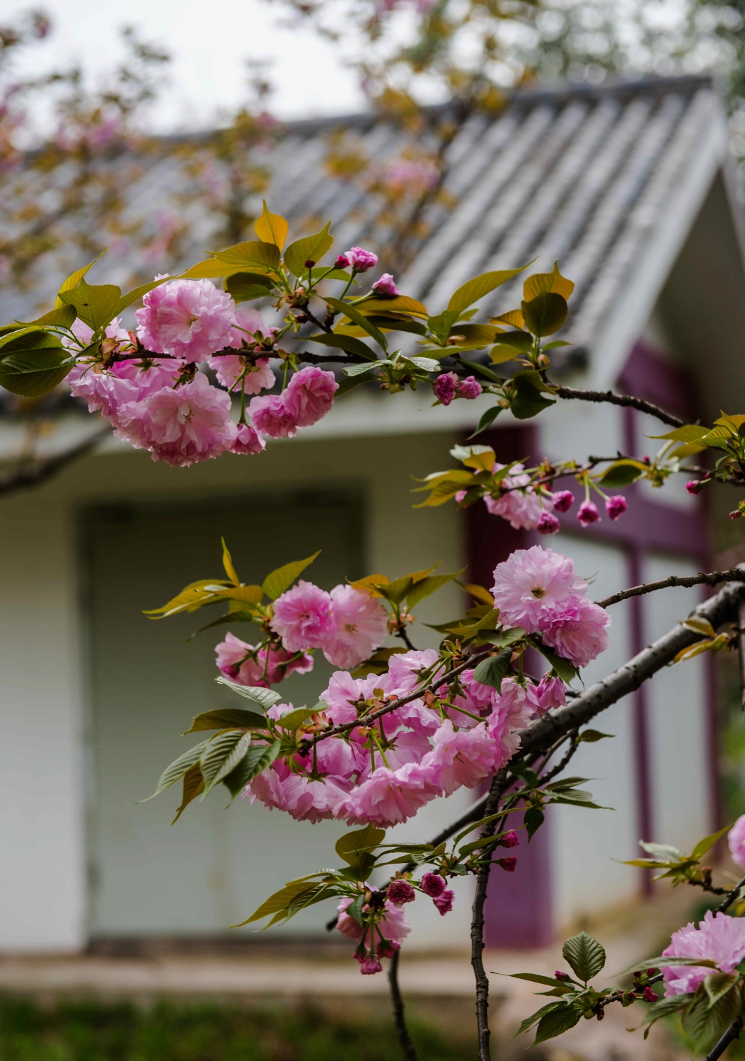 樱花