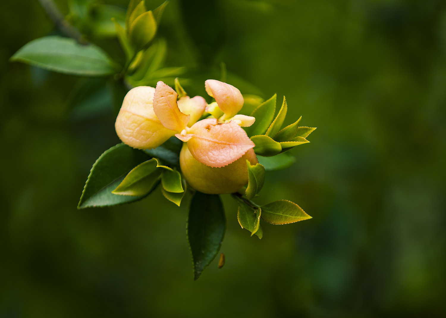 玉茶花