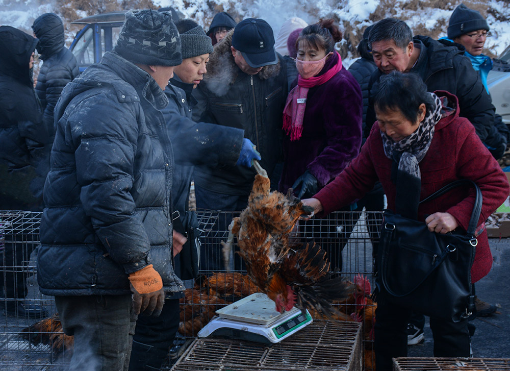 市场活鸡摊床