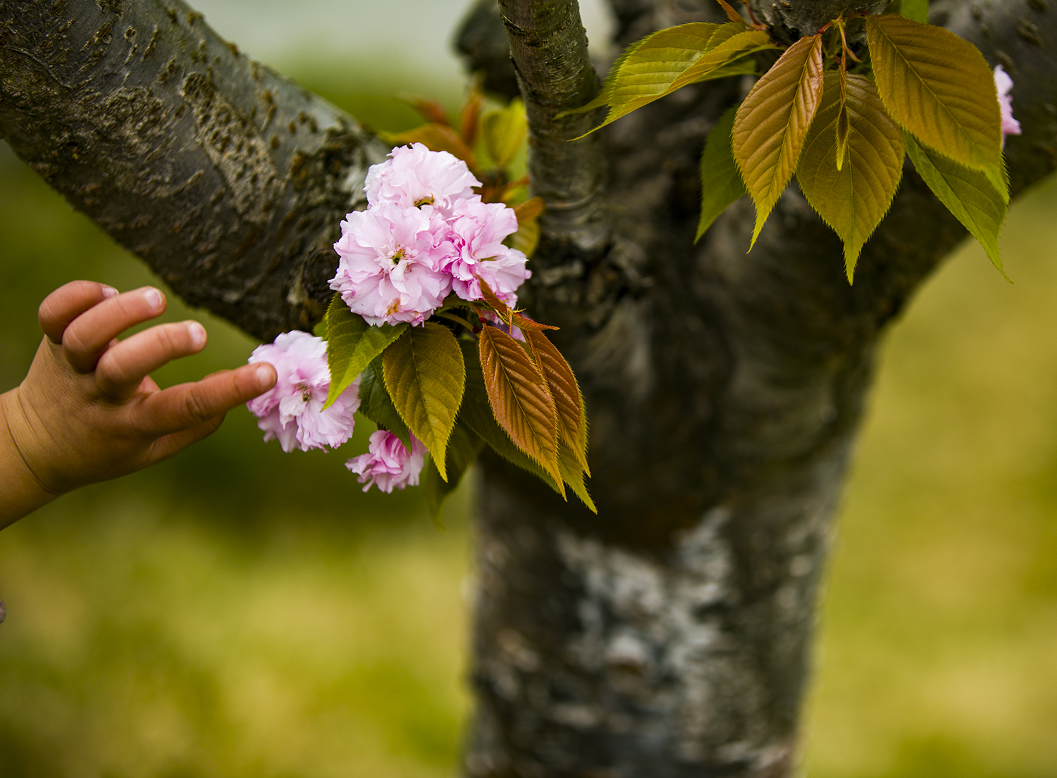 想摘朵小花