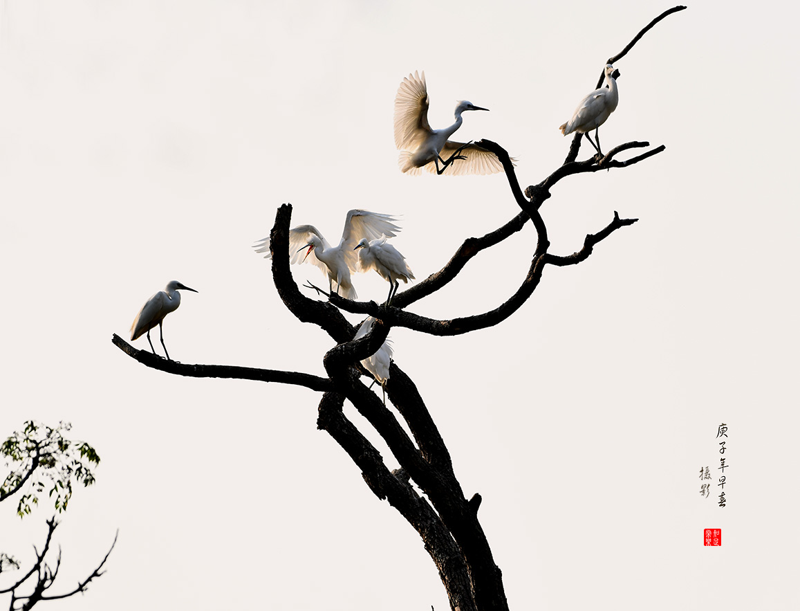 枯树与鹭鸟