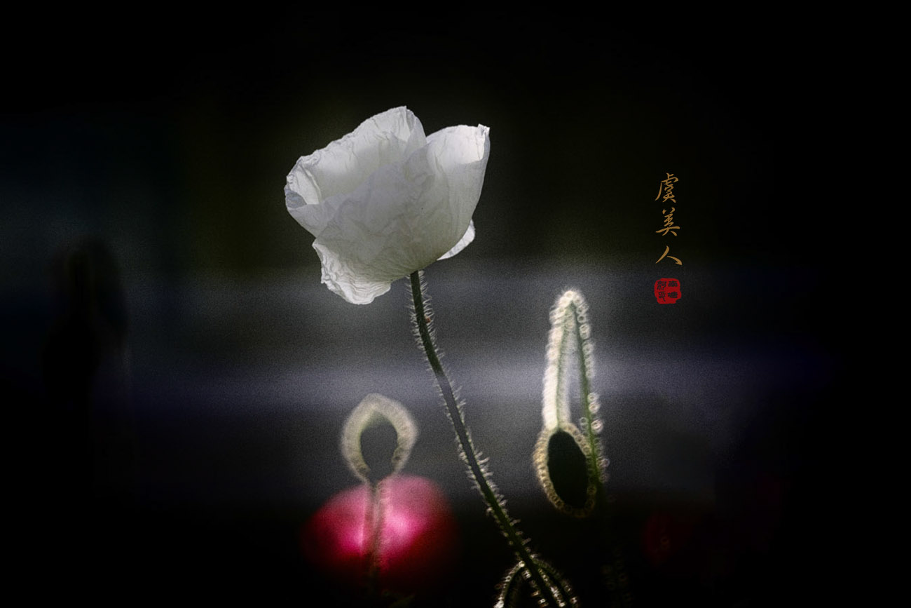 虞美人
