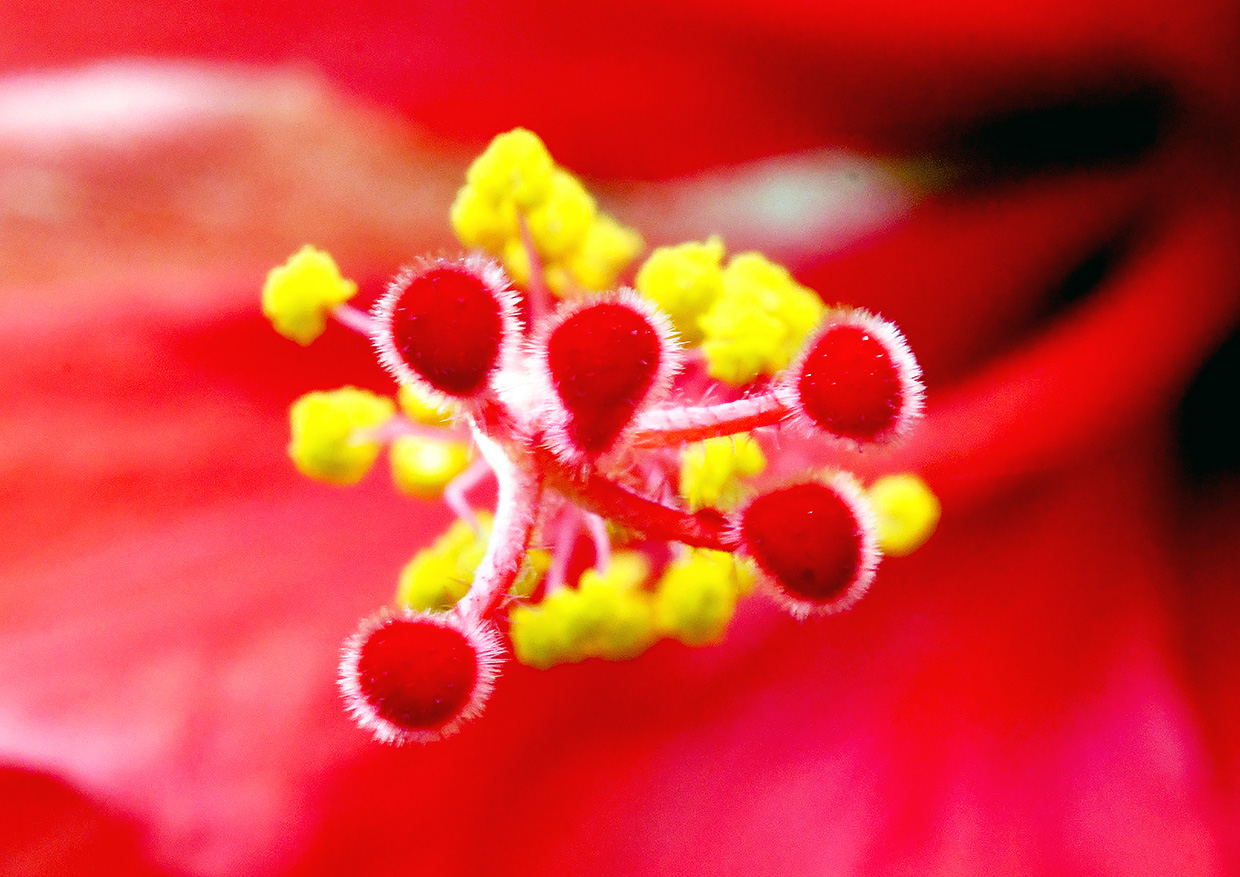 花芯