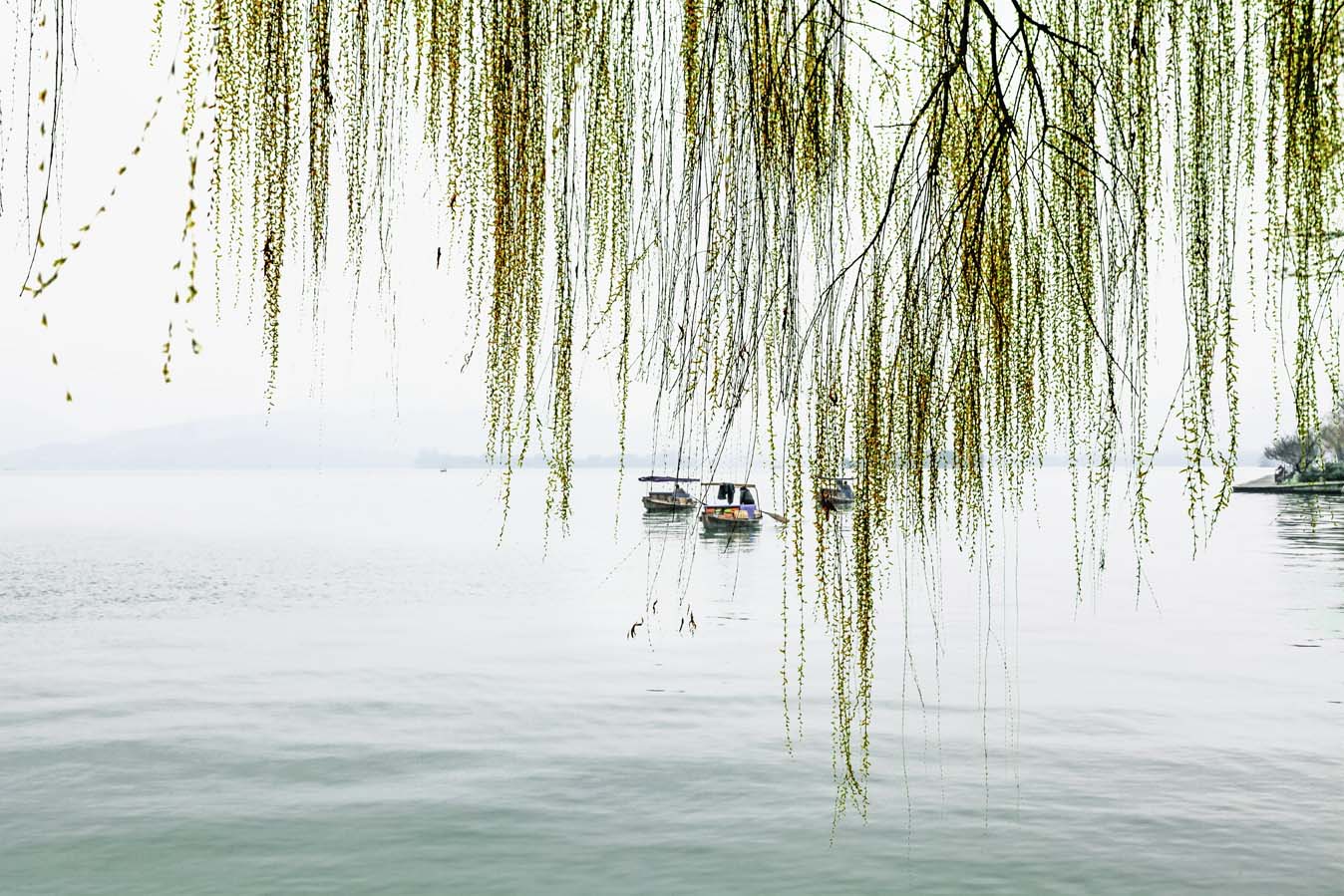 西湖柳
