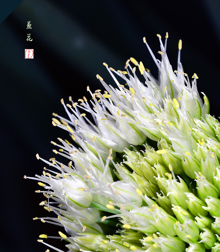 葱花