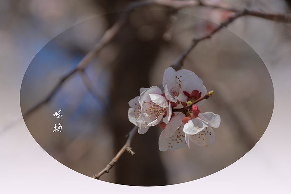 咏梅