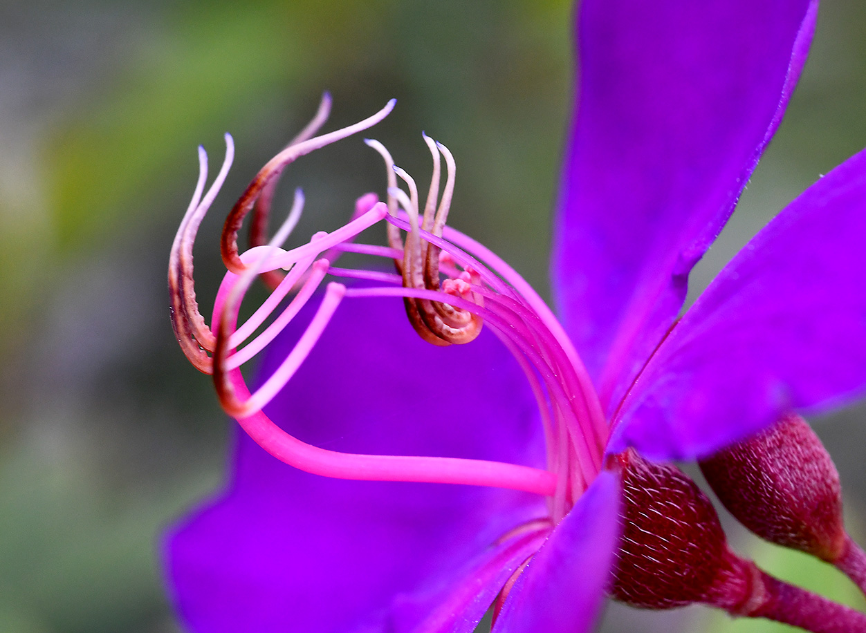 花芯