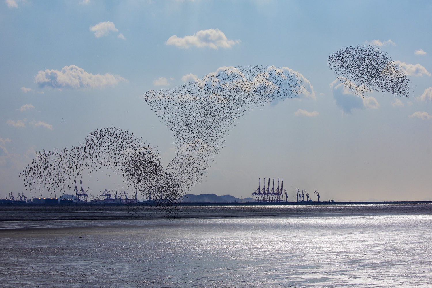 鸟浪