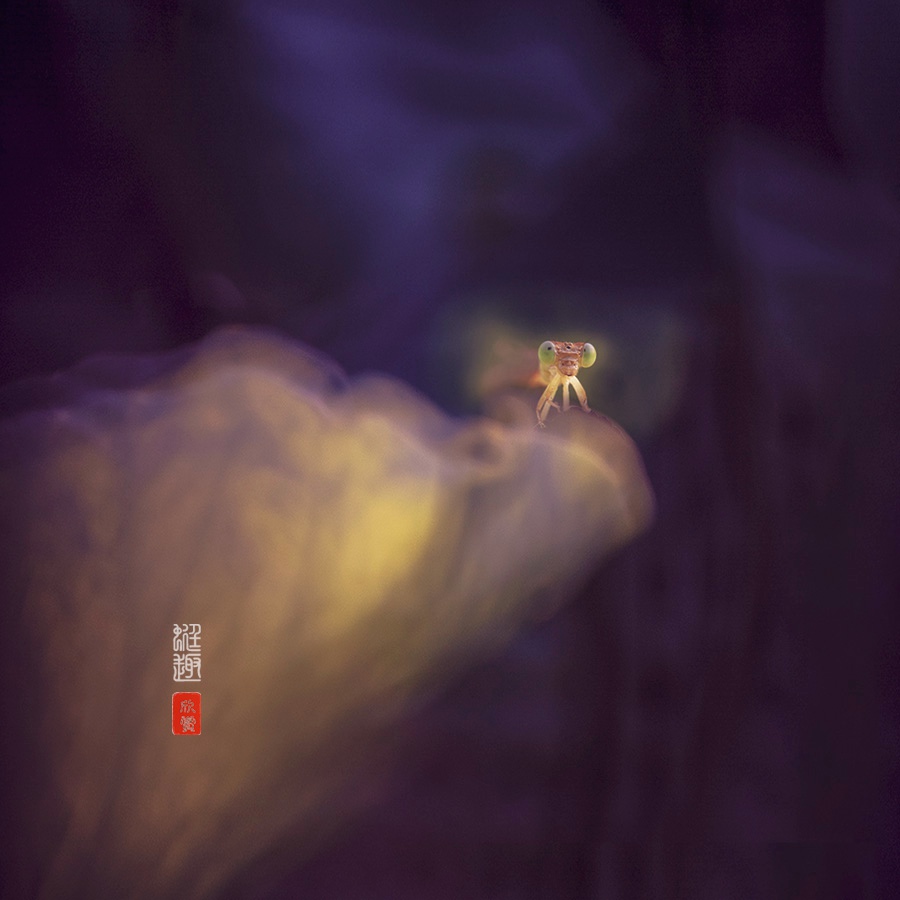 蜓趣