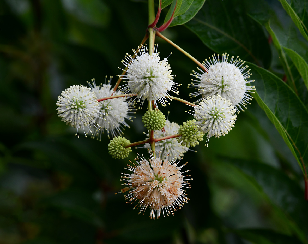 花卉小品