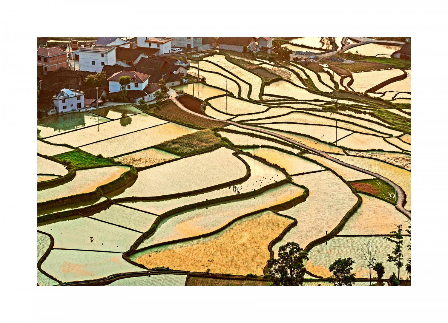 家园