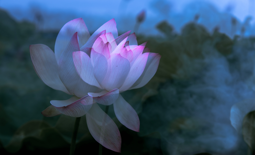 夏荷