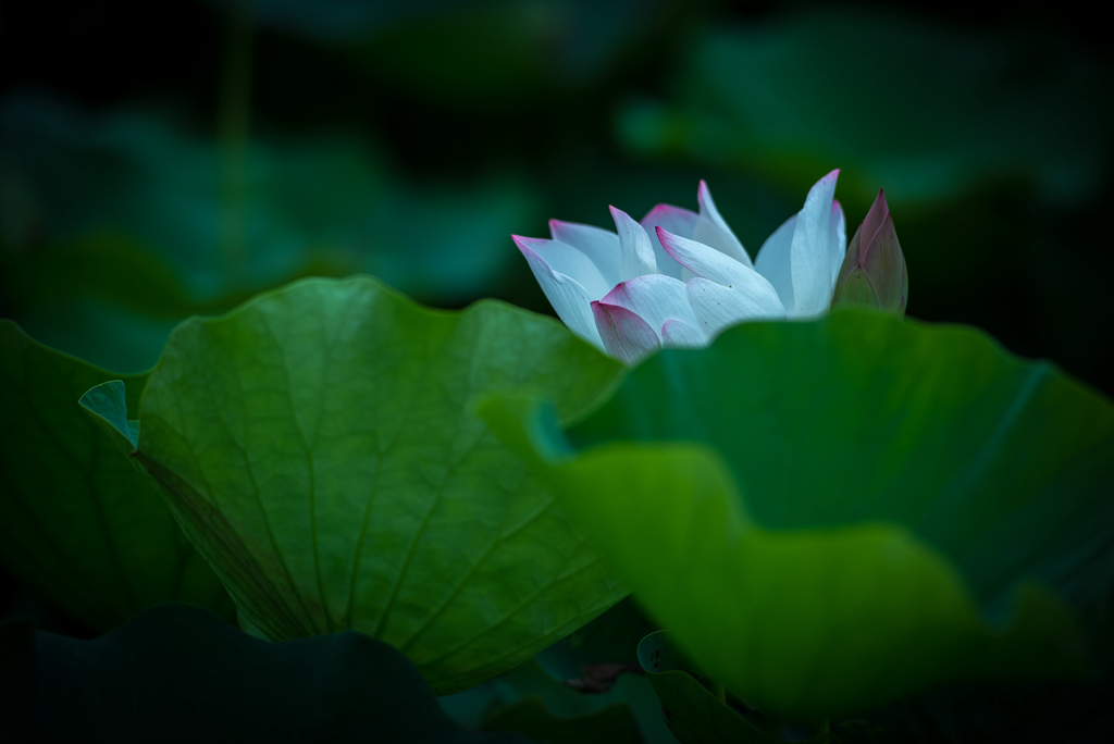 夏荷