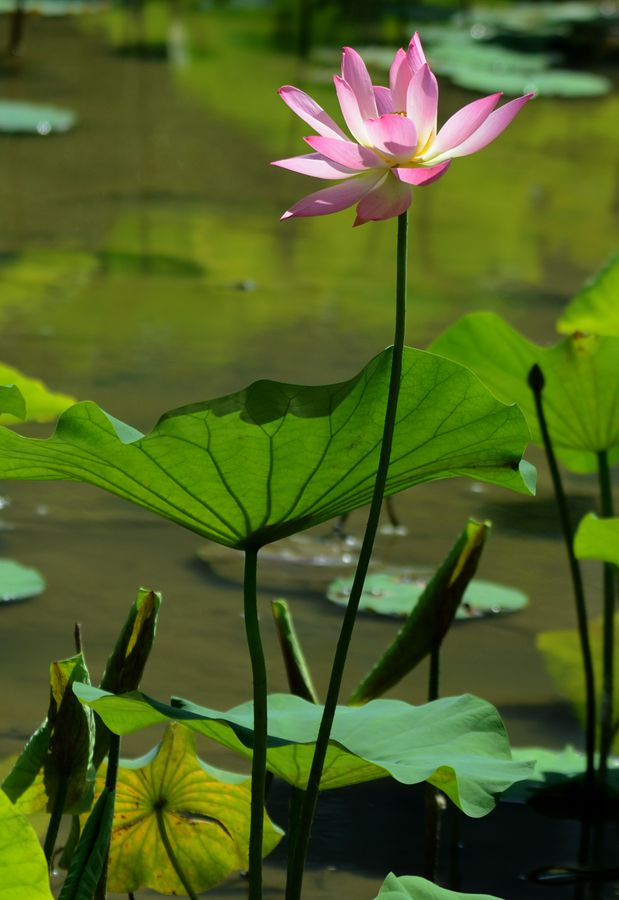 夏荷