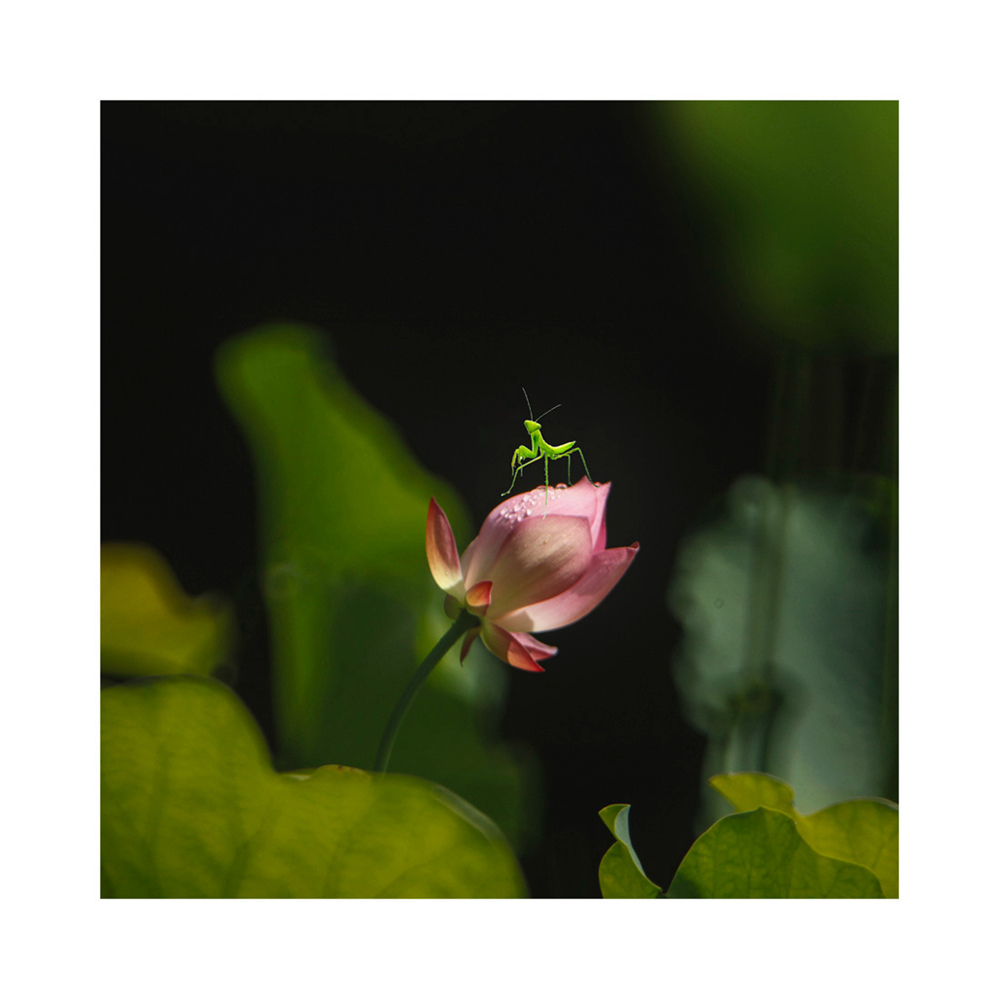 萌