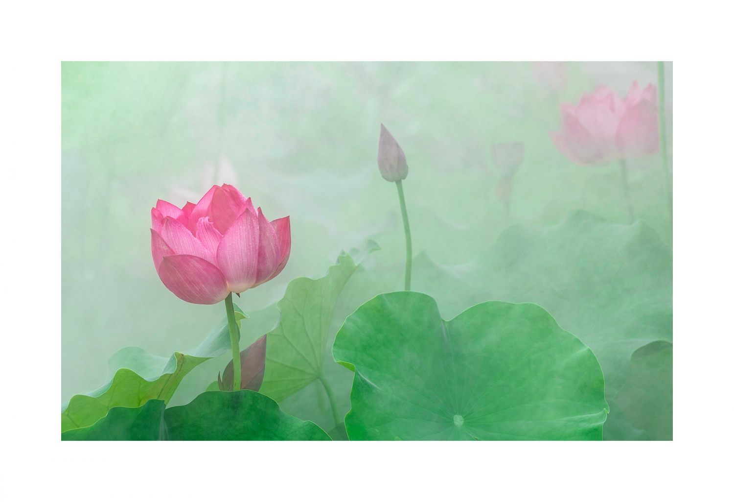 荷花韵