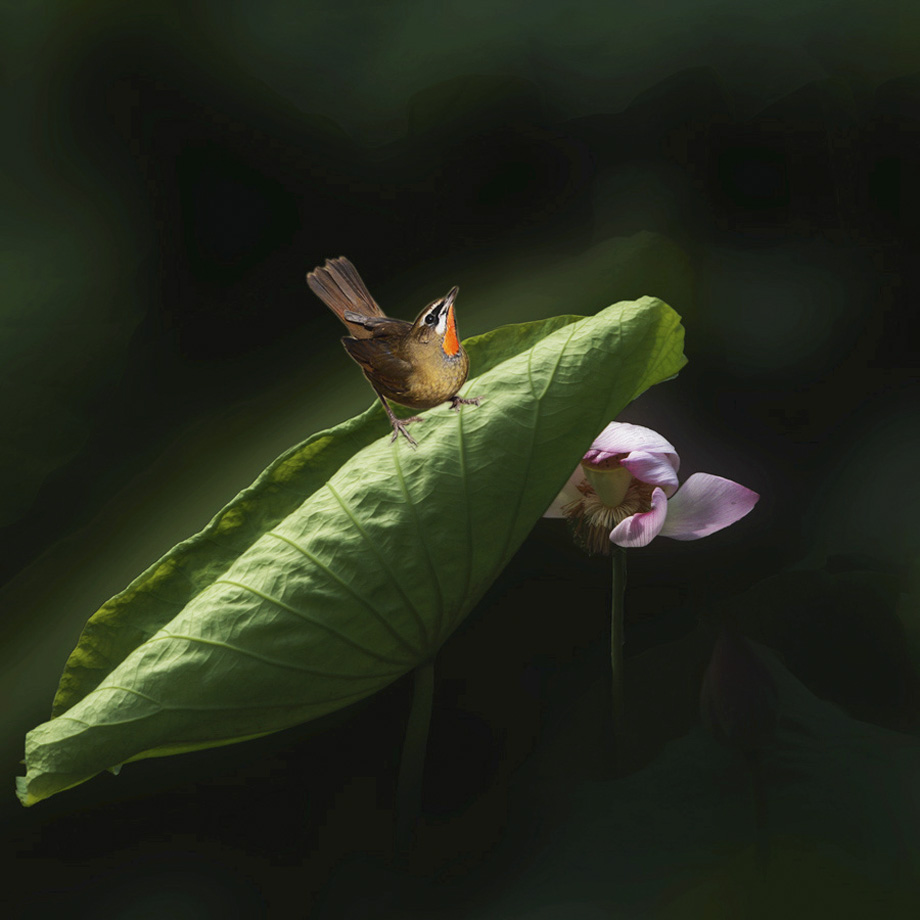 探花