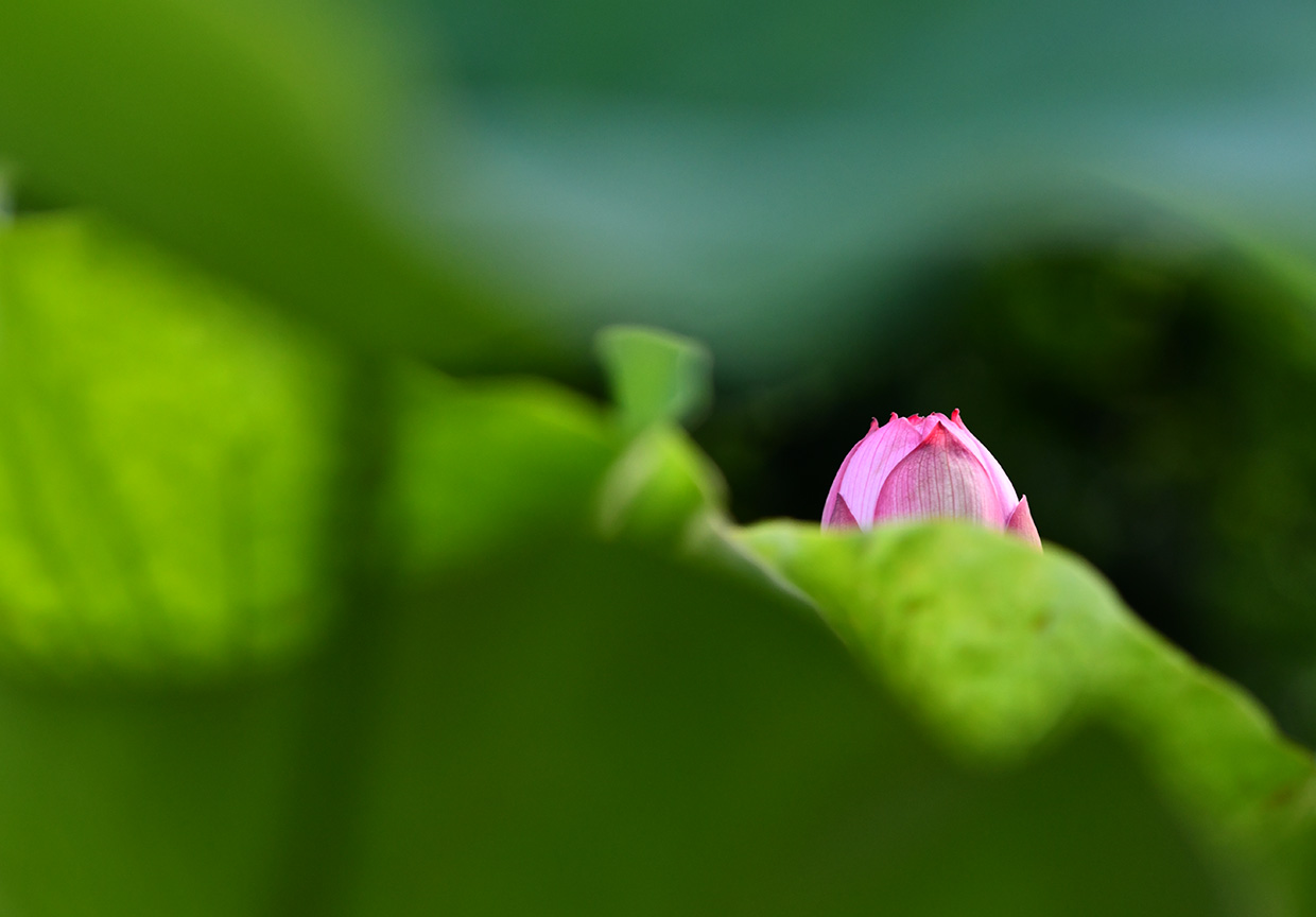 河