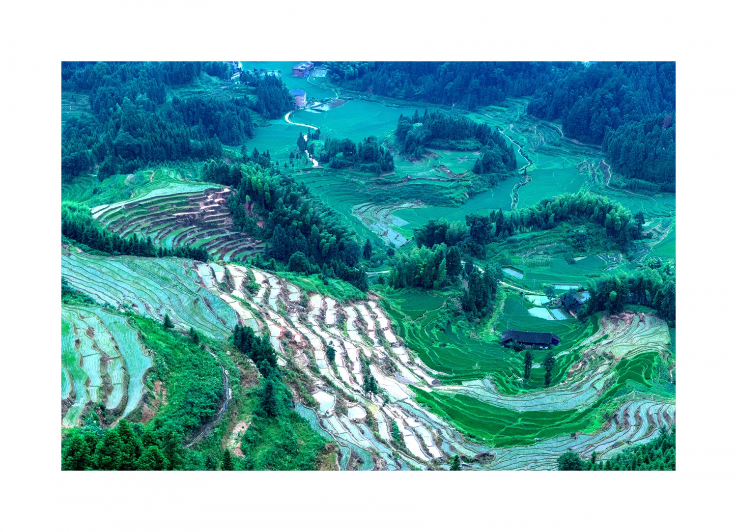 田园
