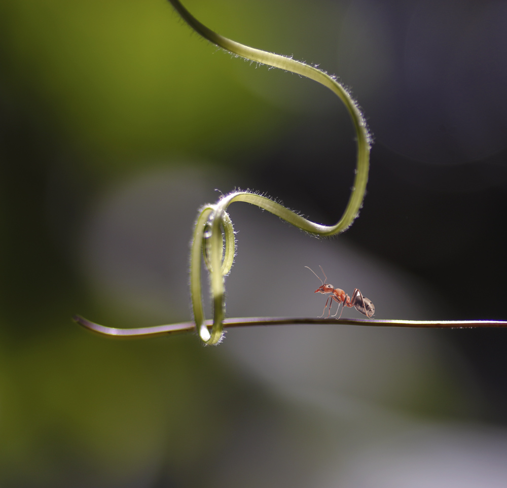 悬