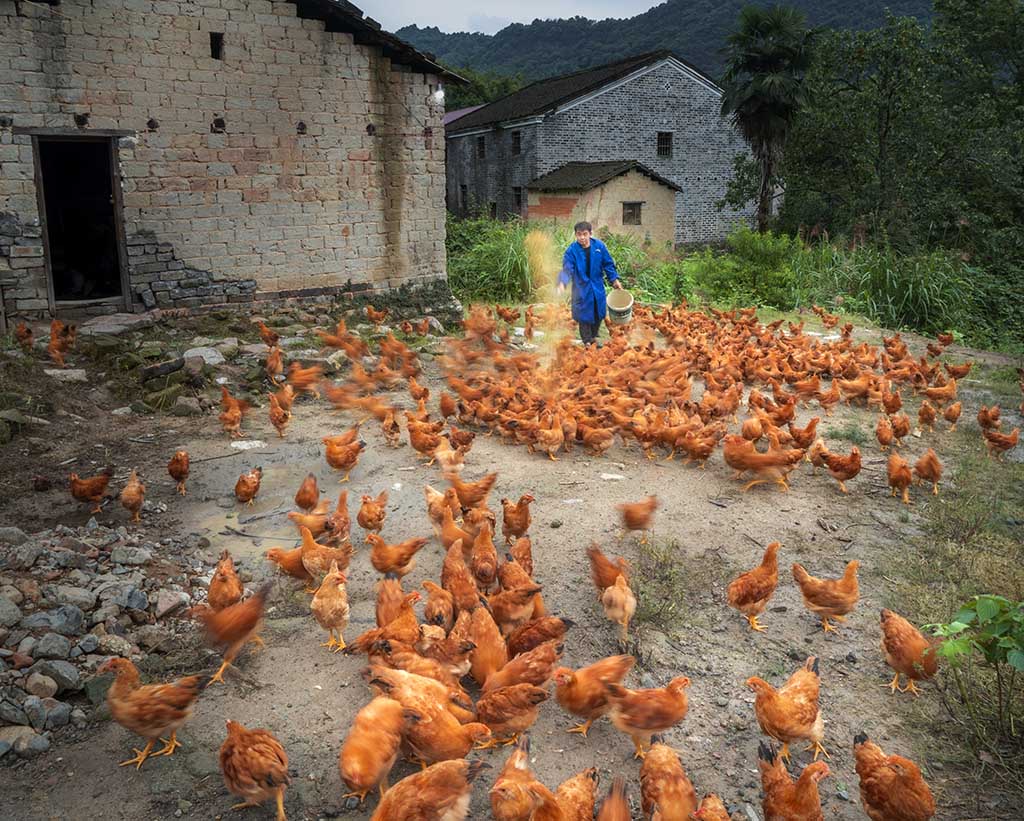 喂鸡