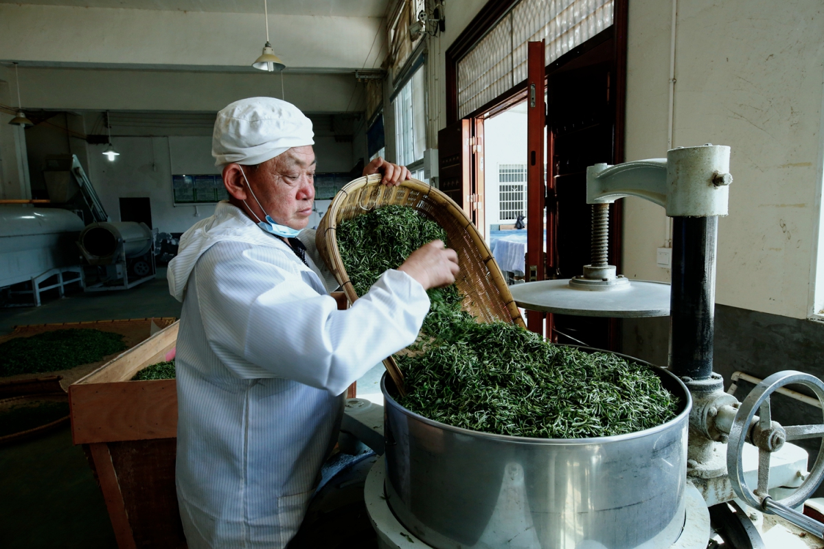 贫困户在制作绿茶