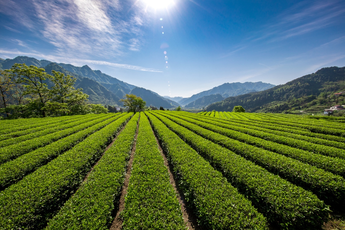 优美的高山茶园
