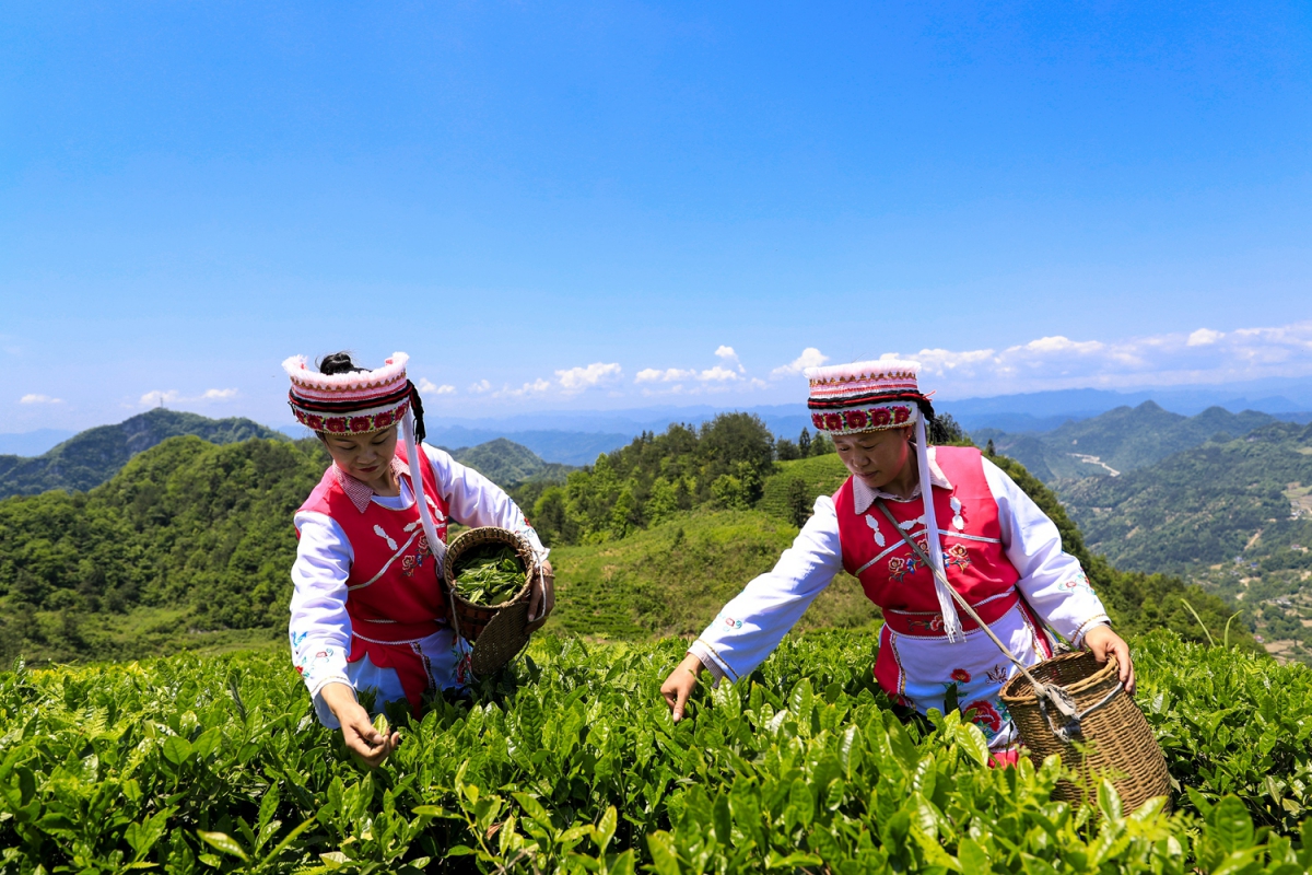 采茶的白族女