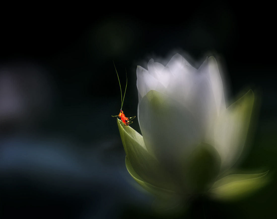 禅意莲花