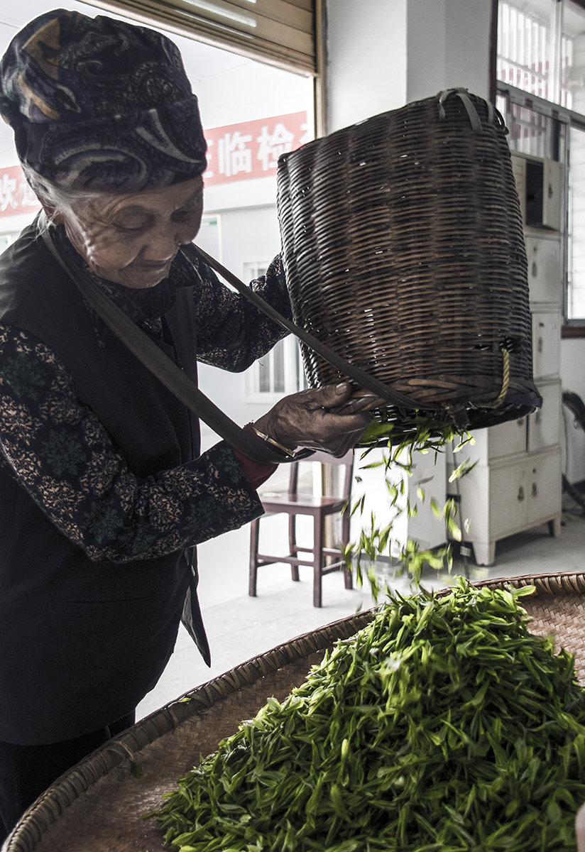 采茶老人