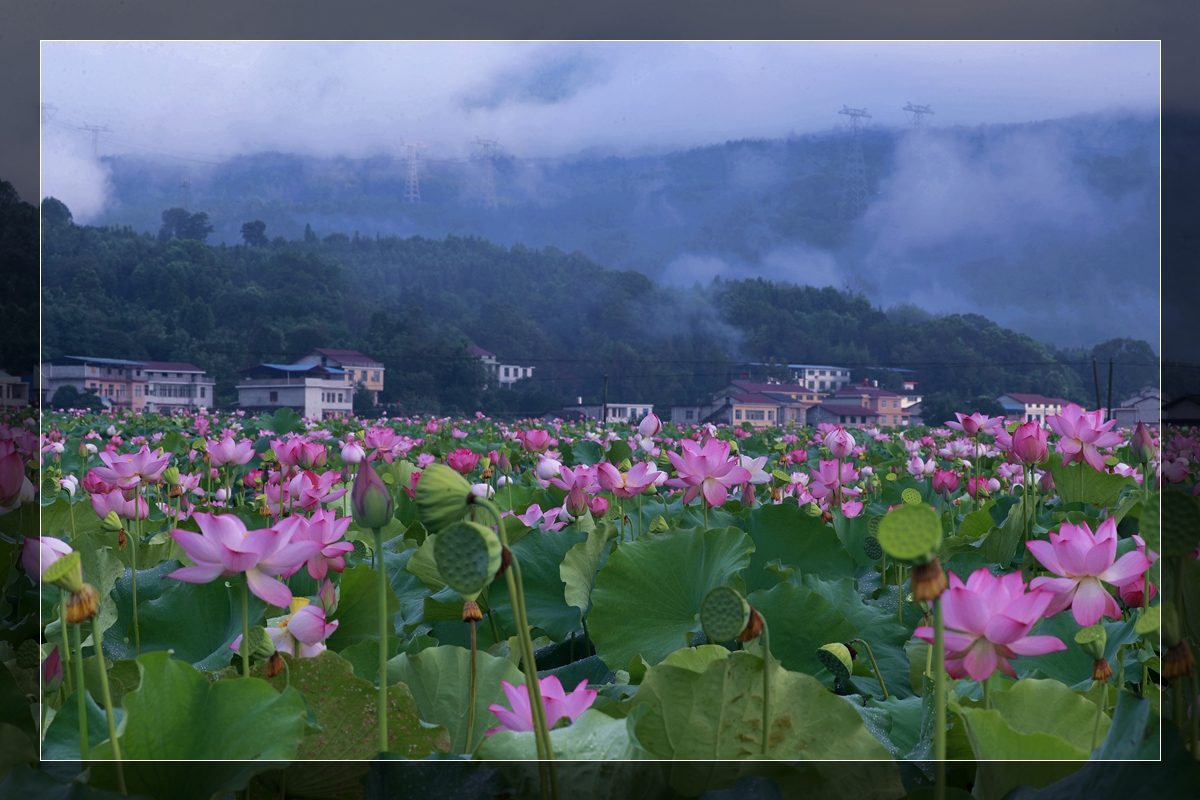 荷花村