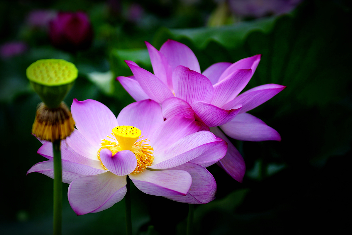 芙蓉花开
