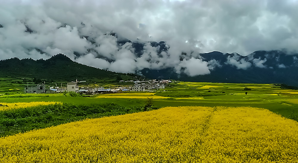 油菜花开