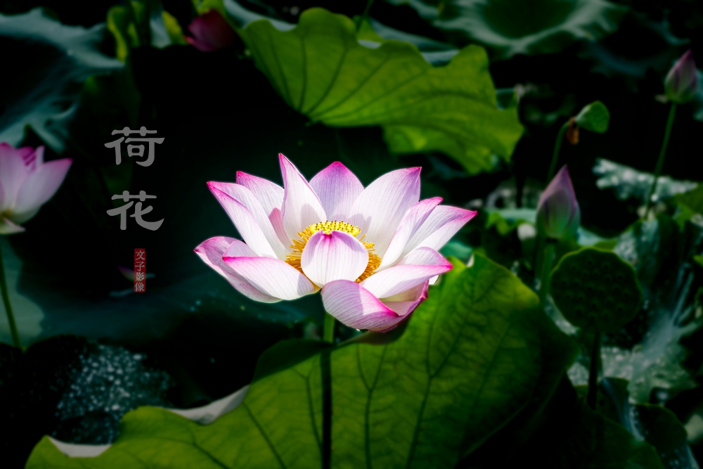荷花