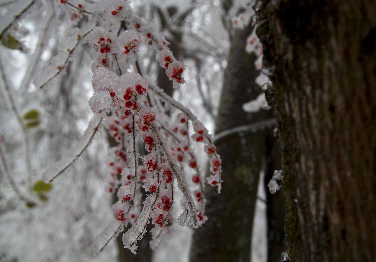 雪里红