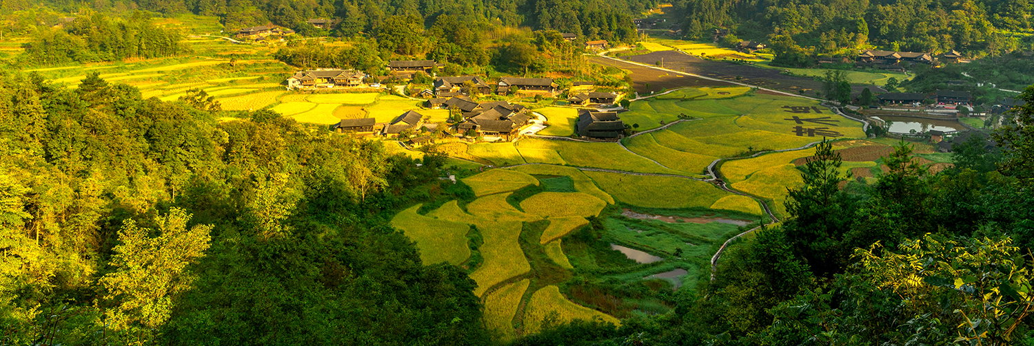 金色大地