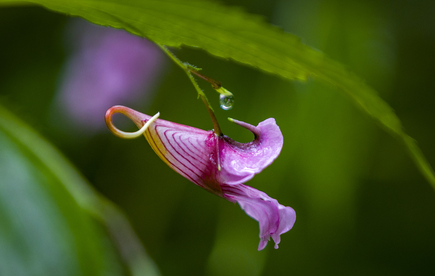 龙虾花