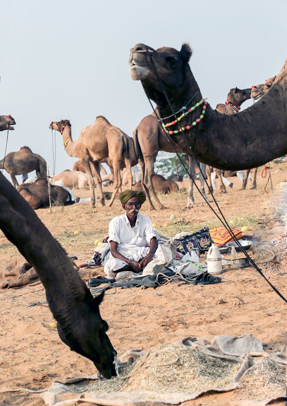 骆驼交易